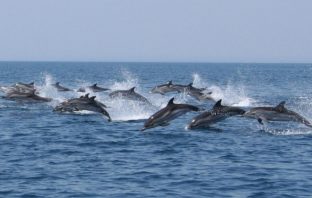 viareggio