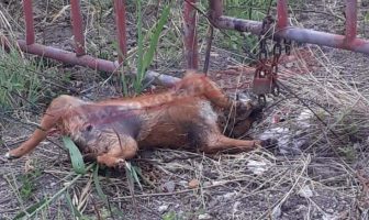 cagnolina uccisa