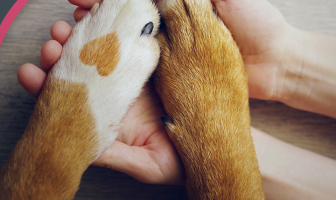 lega del cane