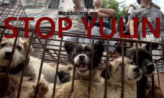 yulin massacro cani