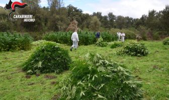 carabinieri cannabis