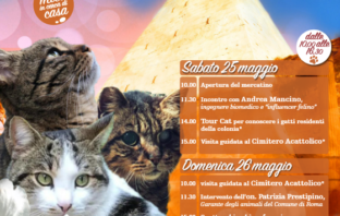 i gatti della piramide